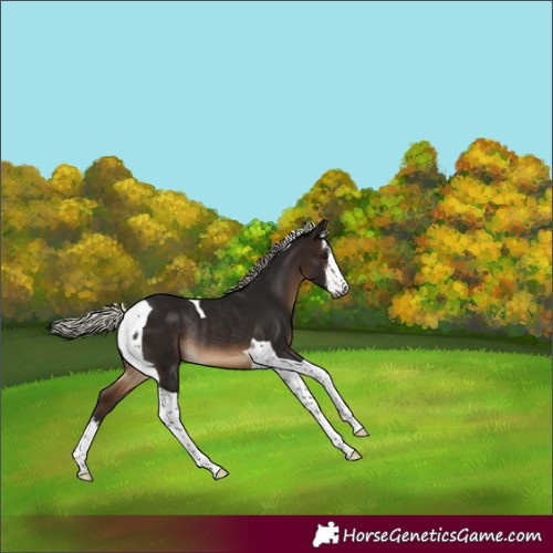 Horse Color:Gray White Spotted Silver Brown Tobiano Rabicano 
