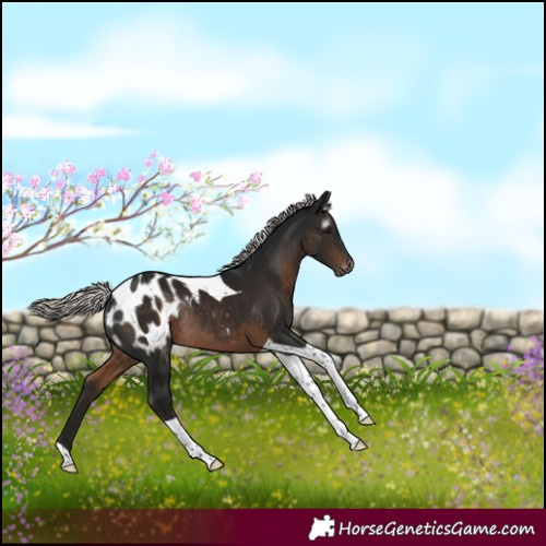 Horse Color:Gray Silver Brown Tobiano Blanket Rabicano 