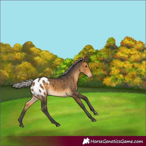 Horse Color:White Spotted Silver Buckskin Blanket Rabicano 
