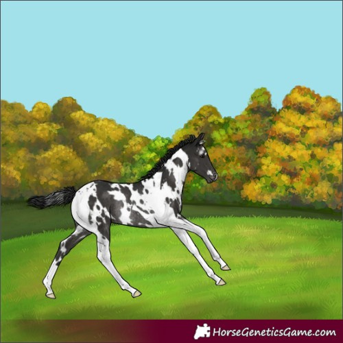Horse Color:Gray White Spotted Black Tobiano Varnish Rabicano 
