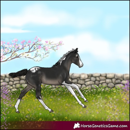 Horse Color:Gray White Spotted Black Tobiano Blanket 