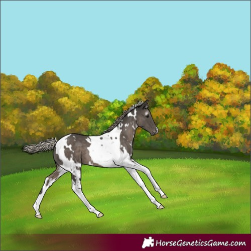 Horse Color:Gray White Spotted Silver Black Tobiano Appaloosa 