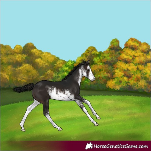 Horse Color:Gray White Spotted Brown 