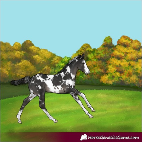 Horse Color:Gray White Spotted Black Rabicano 