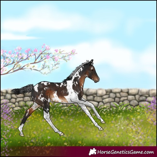 Horse Color:Gray White Spotted Brown Tobiano Appaloosa 