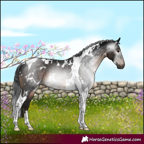 Horse Color:Gray White Spotted Brown Tobiano Appaloosa 