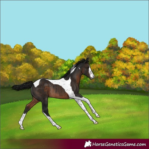 Horse Color:Gray White Spotted Brown Tobiano Varnish Rabicano 