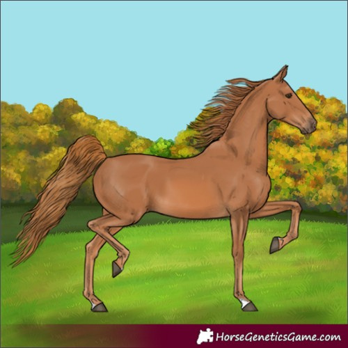 Horse Color:Chestnut 