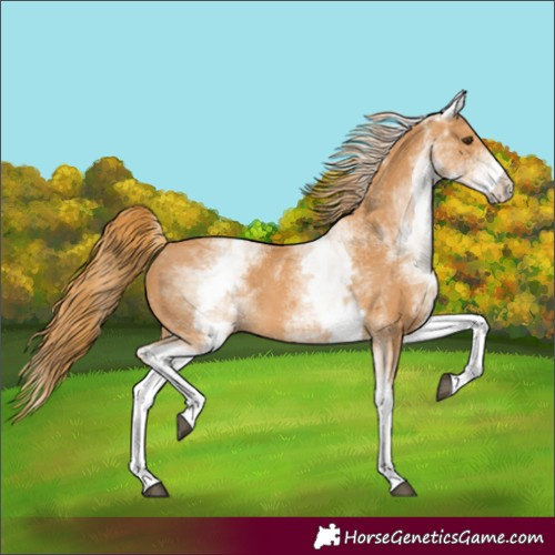 Horse Color:White Spotted Chestnut 