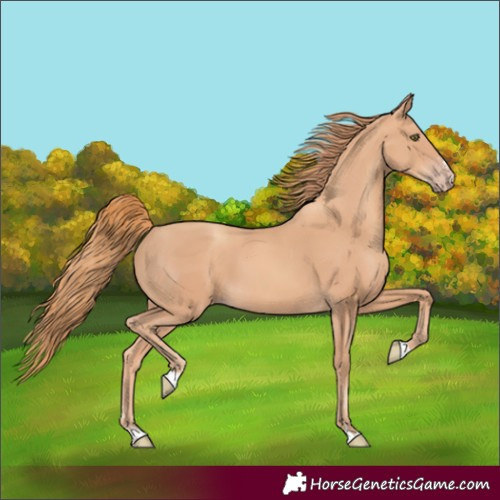 Horse Color:Gold Champagne 