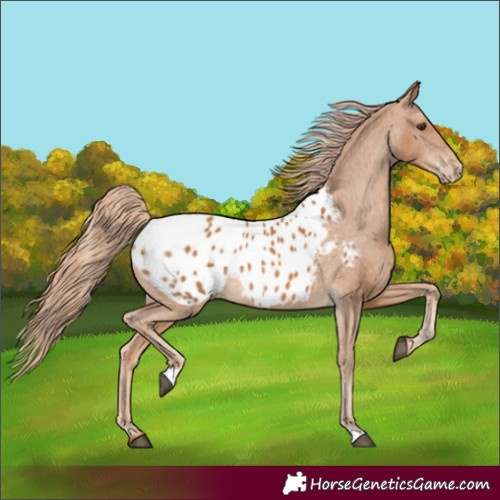 Horse Color:Chestnut Appaloosa 