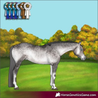 Horse Color:Platinum Buckskin Onyx Merle Rabicano