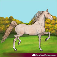 Horse Color:Chestnut Appaloosa 