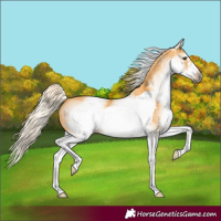 Horse Color:White Spotted Palomino Frame