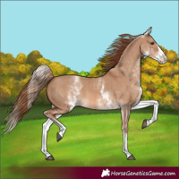 Horse Color:White Spotted Red Dun Splash 