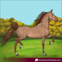 Horse Color:Red Dun 