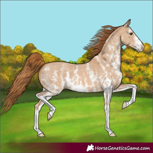 Horse Color:Red Dun Sabino 