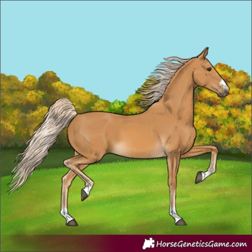 Horse Color:Unknown 