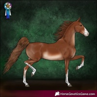 Horse Color:White Spotted Chestnut 