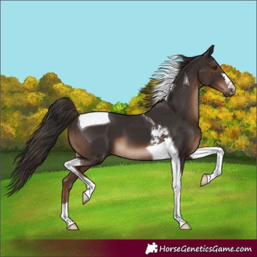 Horse Color:Liver Chestnut Tobiano 