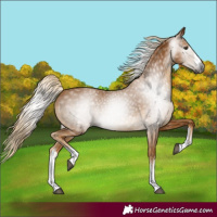 Horse Color:Gray White Spotted Palomino 