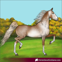 Horse Color:Gray White Spotted Palomino 