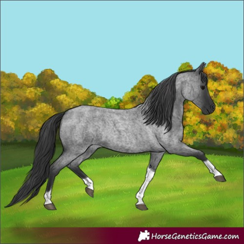 Horse Color:Blue Roan Tobiano Rabicano 