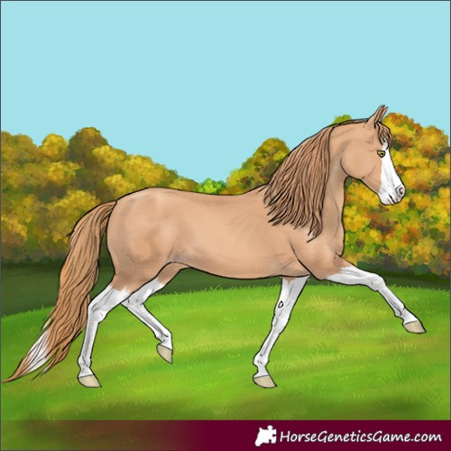 Horse Color:Gold Champagne Splash 