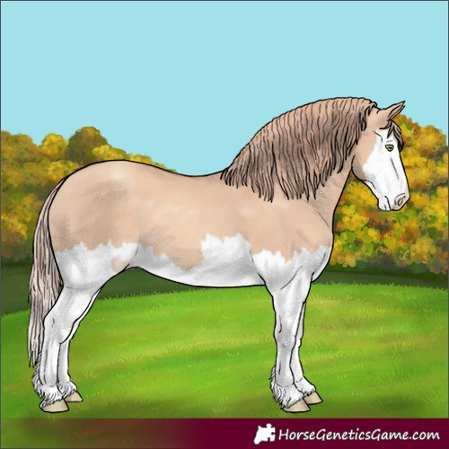 Horse Color:Gold Champagne Dun Splash 