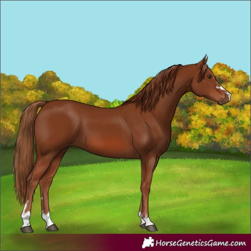 Horse Color:Chestnut 