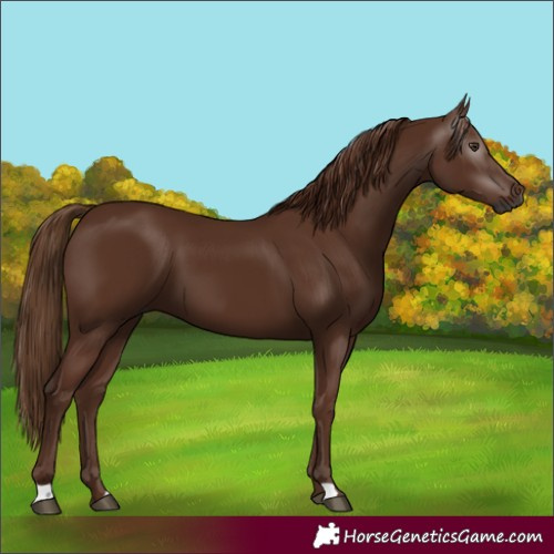 Horse Color:Gray Chestnut 