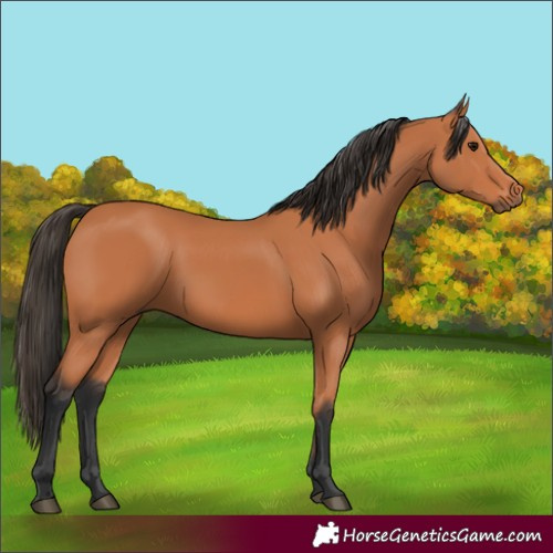 Horse Color:Bay 
