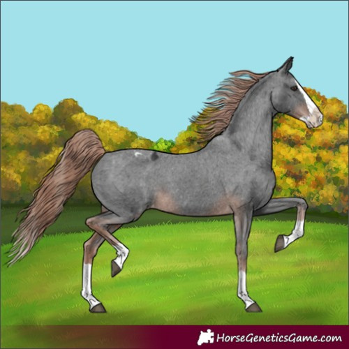 Horse Color:Liver Chestnut Splash Appaloosa 