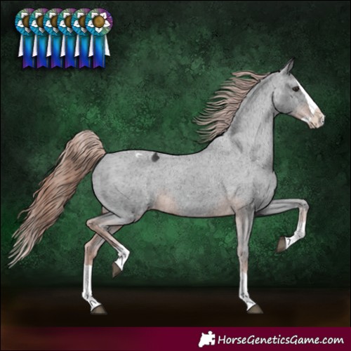 Horse Color:Liver Chestnut Splash Appaloosa 