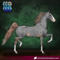 Horse Color:Liver Chestnut Splash Appaloosa 