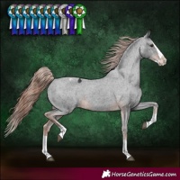 Horse Color:Liver Chestnut Splash Varnish 