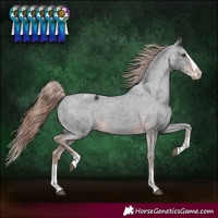 Horse Color:Liver Chestnut Splash Appaloosa