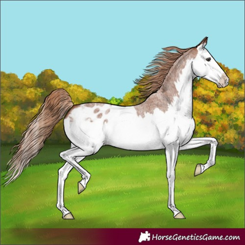 Horse Color:Red Roan Splash Appaloosa 
