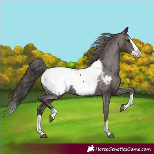 Horse Color:Liver Chestnut Splash Appaloosa 