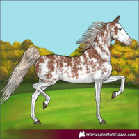 Horse Color:Chestnut Sabino Splash