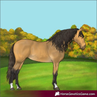 Horse Color:Buckskin 