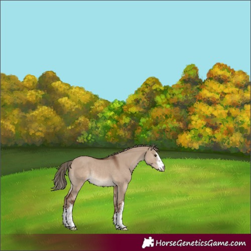 Horse Color:White Spotted Liver Red Dun Rabicano 