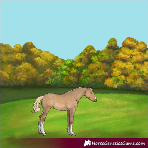 Horse Color:White Spotted Chocolate Palomino Dun Rabicano 