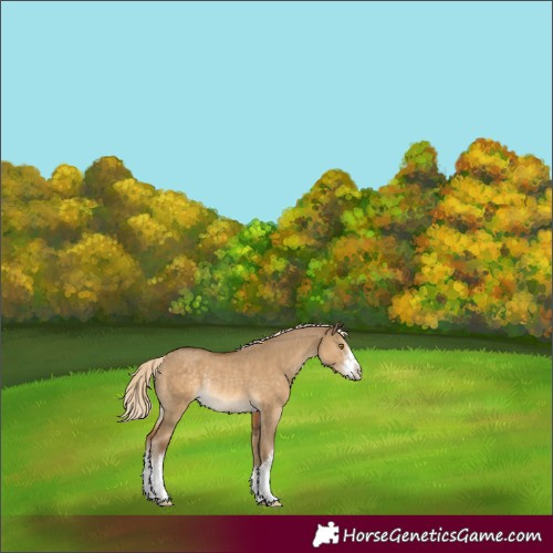 Horse Color:White Spotted Chocolate Palomino Dun Rabicano 