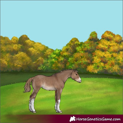 Horse Color:White Spotted Liver Red Dun Rabicano 