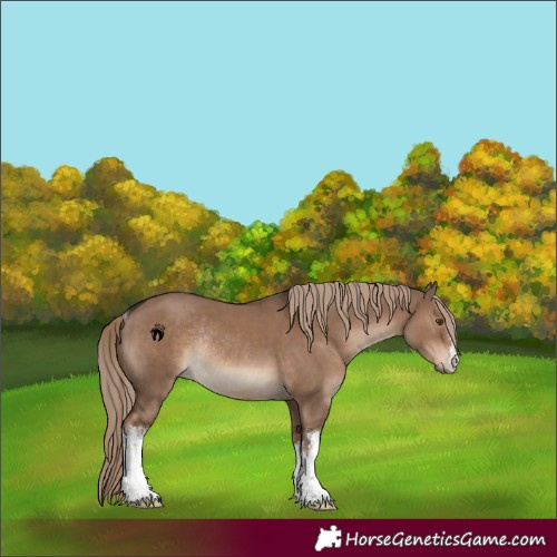 Horse Color:White Spotted Liver Red Dun Rabicano 