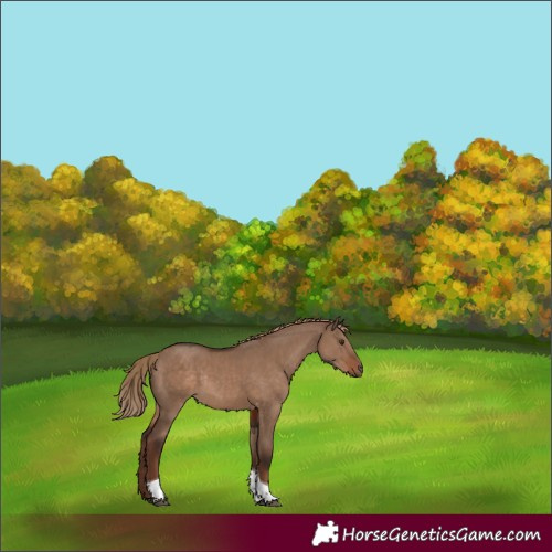 Horse Color:Liver Red Dun Tobiano Rabicano 