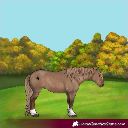 Horse Color:Liver Red Dun Tobiano Rabicano 