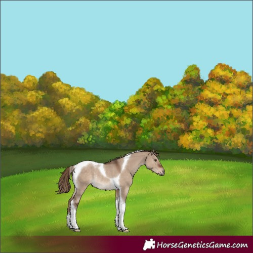 Horse Color:Liver Red Dun Tobiano Rabicano