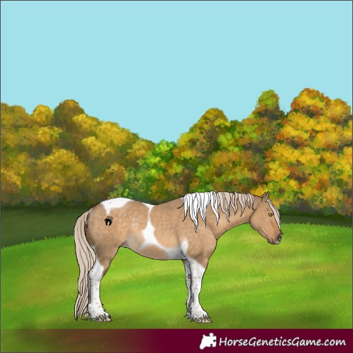 Horse Color:Chocolate Palomino Dun Tobiano Rabicano 